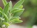 Primer plano de hojas de salvia, una planta conocida por sus usos medicinales y culinarios.
