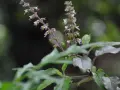 Flores delicadas y hojas de albahaca sagrada, con tallos púrpuras y un fondo oscuro y difuminado.