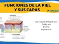 Ilustración detallada de las capas de la piel: epidermis, dermis e hipodermis, explicando sus funciones y componentes como colágeno y elastina.