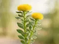 Dos flores amarillas de rhodiola, planta conocida por sus propiedades adaptógenas y para qué sirve en la mejora del rendimiento físico y mental.