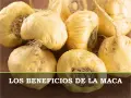 Raíces de maca amarillas, un superalimento natural que puede ayudar con la maca menopausia.