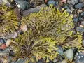 Algas fucus sobre rocas. El fucus para que sirve: es un alga marina rica en nutrientes, usada en alimentación y cosmética.