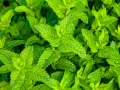 Primer plano de hojas verdes vibrantes, mostrando varios tipos de menta en su exuberante crecimiento.