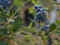 Arándanos maduros en una rama, llenos de vitaminas y listos para ser cosechados.