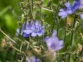 Flores de achicoria azul vibrante, con tallos verdes y brotes. Considera las contraindicaciones de la achicoria antes de su uso.