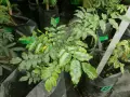 Planta joven de bálsamo de Perú en maceta negra, con hojas verdes y un toque amarillo.