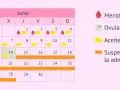 Calendario de junio con ciclos de menstruación, ovulación y uso de aceite de onagra. Indica cuándo suspender la administración para un posible embarazo.