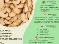 Anacardos: propiedades, beneficios y contraindicaciones. Ayudan a equilibrar el colesterol, siendo un snack saludable, incluso para quienes manejan la diabetes.