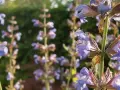 Flores de salvia morada, ideales para aprender como tomar salvia para la menopausia y aliviar sus síntomas.