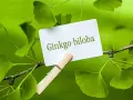Hojas de ginkgo biloba, árbol conocido por sus beneficios para la memoria y circulación. ¿Para qué sirve el ginkgo biloba?