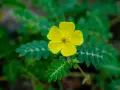 Flor amarilla de tribulus terrestris, planta conocida por sus usos medicinales.