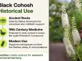 El cohosh negro, usado desde raíces antiguas hasta medicina moderna para el bienestar femenino.