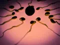 Espermatozoides rodeando un óvulo. El zinc es clave para la fertilidad y para quedar embarazada.