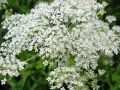 Umbelas de flores blancas, similares a las del dong quai, se abren en un campo verde.