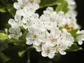 Flores blancas de espino blanco, con sus estambres marrones. Conoce sus espino blanco propiedades y contraindicaciones.