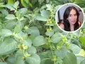 Planta de ashwagandha, conocida por sus ashwagandha beneficios para la mujer, como el manejo del estrés y la mejora del bienestar.