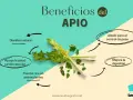 El apio, con sus múltiples propiedades, es un diurético natural, aliado para el control de peso, apoya la salud cardiovascular y mejora la digestión.
