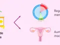 Aceite de onagra, que ayuda a regular el ciclo menstrual y aumenta el moco cervical.