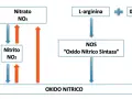 Diagrama muestra la síntesis de óxido nítrico a partir de L-arginina y O2 por la enzima NOS, y la interconversión de nitrato y nitrito.