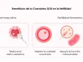 La coenzima Q10 para que sirve en mujeres: mejora ovocitos, apoya mitocondrias y reduce estrés oxidativo, clave para la fertilidad femenina.