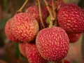 Racimos de lichi fruta, con su piel rugosa y rojiza, cuelgan de una rama.