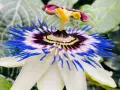Flor de pasiflora, con sus vibrantes pétalos blancos y azules, evoca la calma y las propiedades relajantes de esta planta.