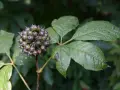 Racimo de bayas oscuras y hojas verdes de ginseng siberiano.