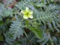 Planta de tribulus terrestris con flor amarilla. Se usa en mujeres para bienestar.