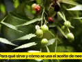 Ramitas con hojas verdes y frutos de neem, algunos verdes y otros rojizos, listos para extraer el aceite de neem.