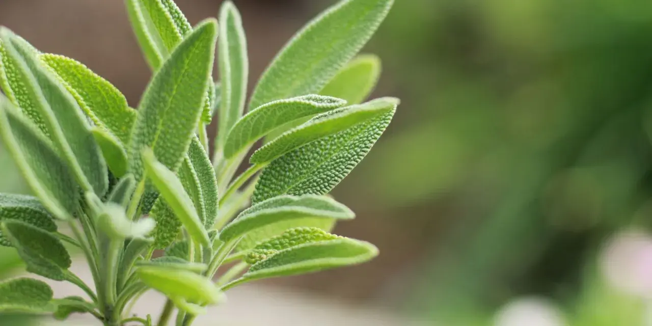 Primer plano de hojas de salvia, una planta conocida por sus usos medicinales y culinarios.