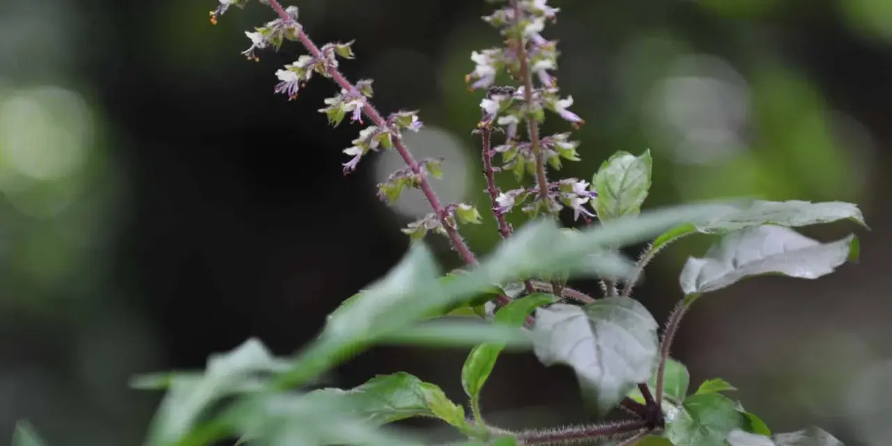 Flores delicadas y hojas de albahaca sagrada, con tallos púrpuras y un fondo oscuro y difuminado.