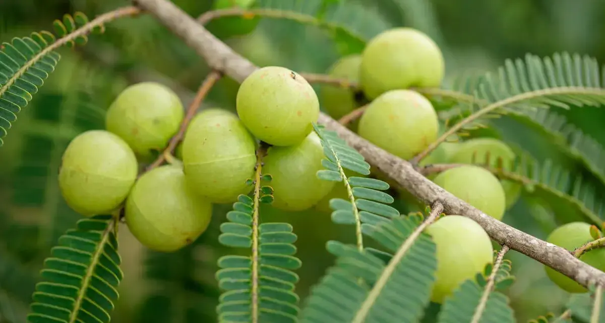 Amla, conocida por sus propiedades beneficiosas, cuelga de una rama con sus frutos verdes y hojas plumosas.