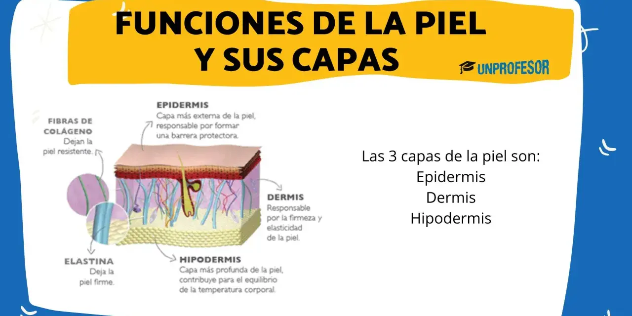 Ilustración detallada de las capas de la piel: epidermis, dermis e hipodermis, explicando sus funciones y componentes como colágeno y elastina.