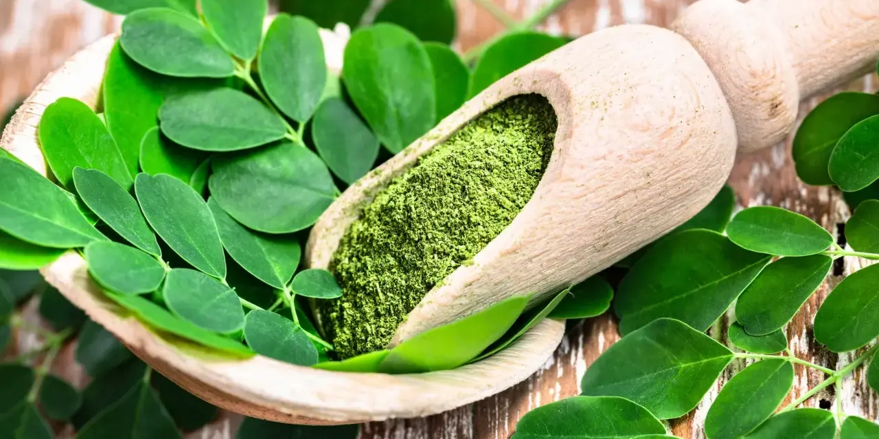 Cuchara de madera con polvo de moringa y hojas frescas. Descubre los moringa beneficios para la mujer, un tesoro natural.