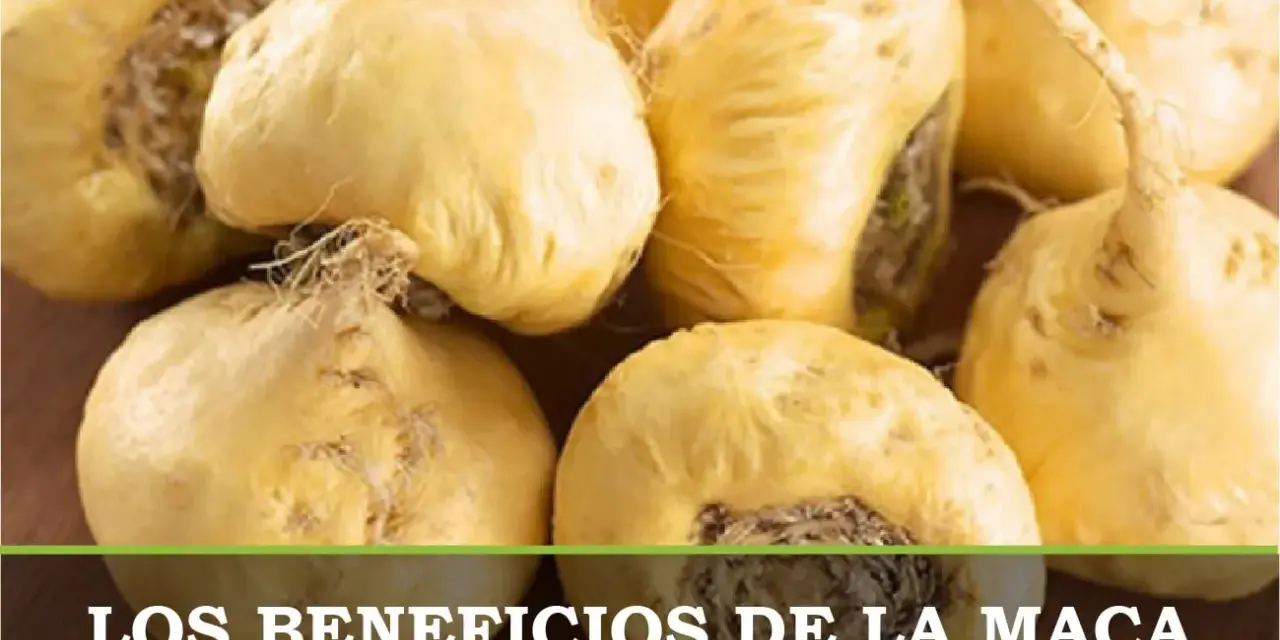 Raíces de maca amarillas, un superalimento natural que puede ayudar con la maca menopausia.