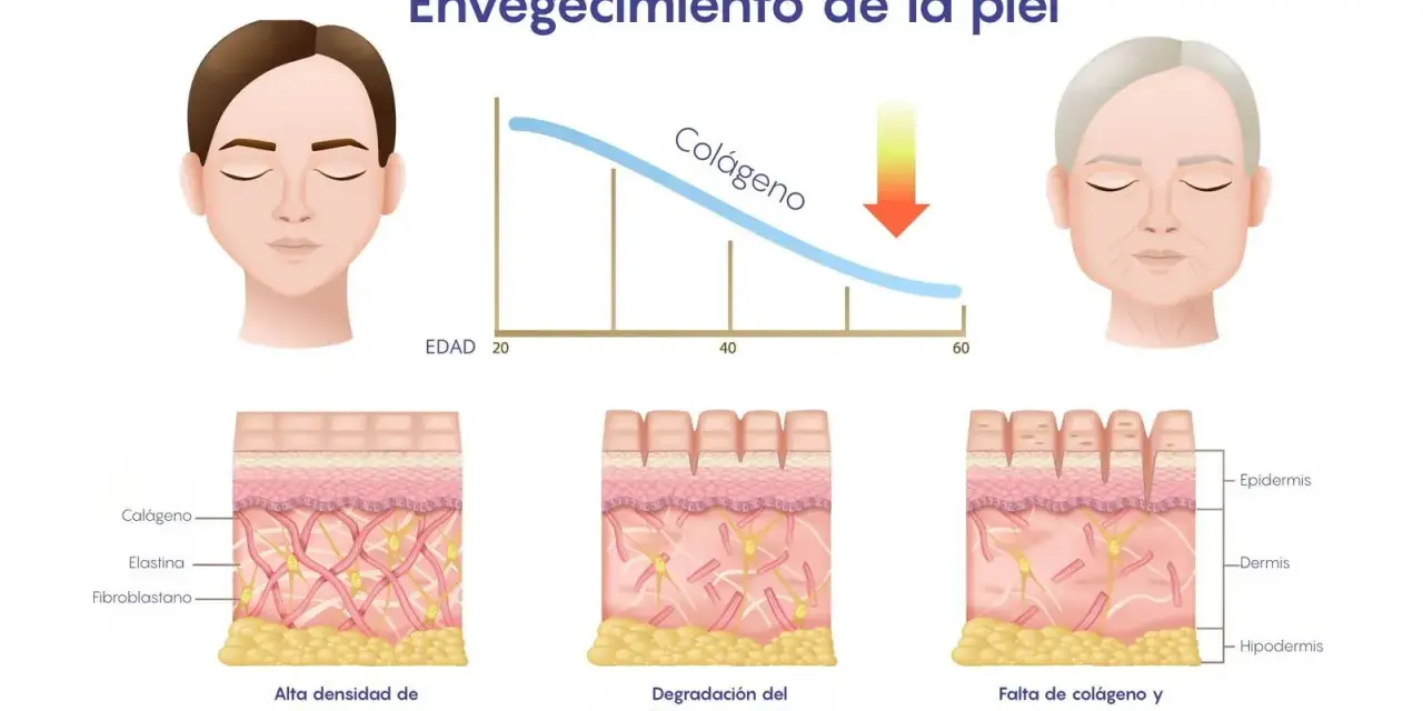Gráfico muestra cómo disminuye el colágeno con la edad. ¿A qué edad se puede tomar colágeno? A partir de los 20 años, la piel pierde colágeno.