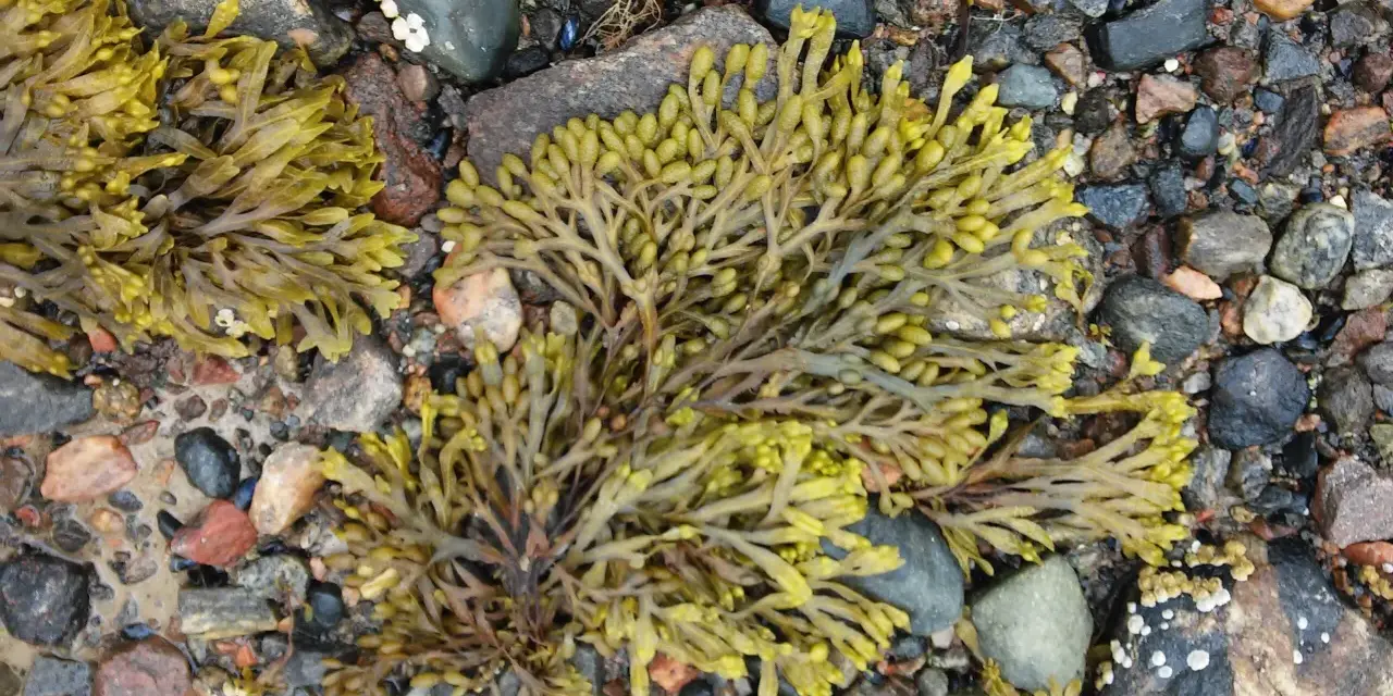 Algas fucus sobre rocas. El fucus para que sirve: es un alga marina rica en nutrientes, usada en alimentación y cosmética.