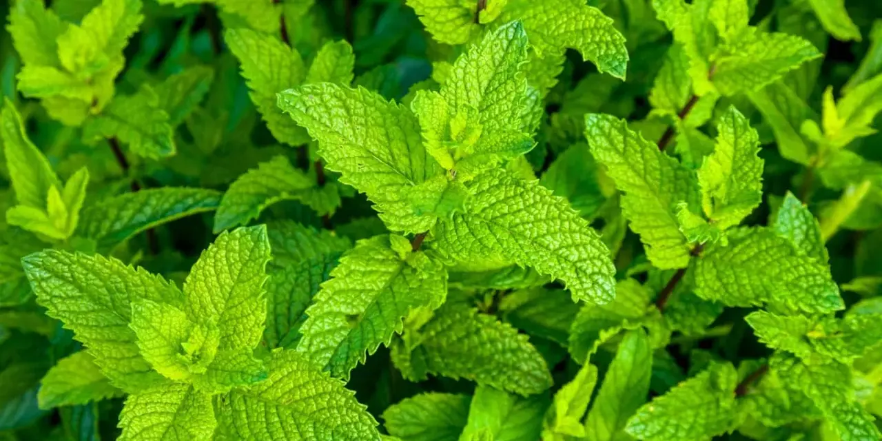 Primer plano de hojas verdes vibrantes, mostrando varios tipos de menta en su exuberante crecimiento.