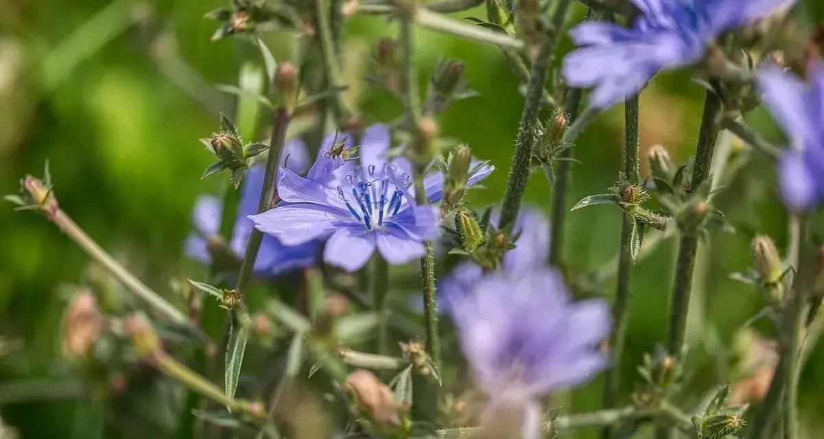 Flores de achicoria azul vibrante, con tallos verdes y brotes. Considera las contraindicaciones de la achicoria antes de su uso.