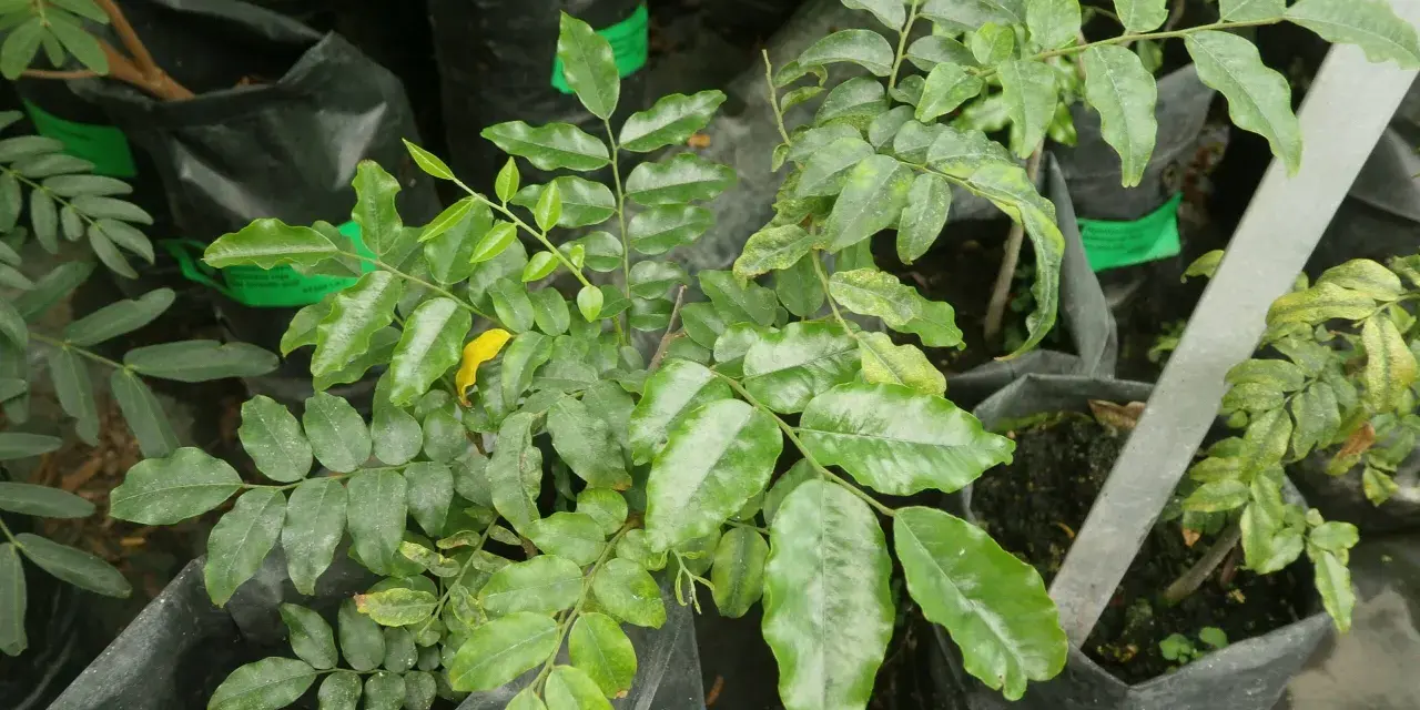 Planta joven de bálsamo de Perú en maceta negra, con hojas verdes y un toque amarillo.