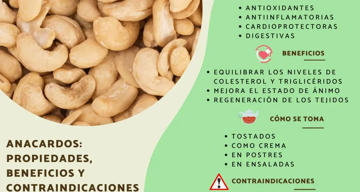 Anacardos: propiedades, beneficios y contraindicaciones. Ayudan a equilibrar el colesterol, siendo un snack saludable, incluso para quienes manejan la diabetes.
