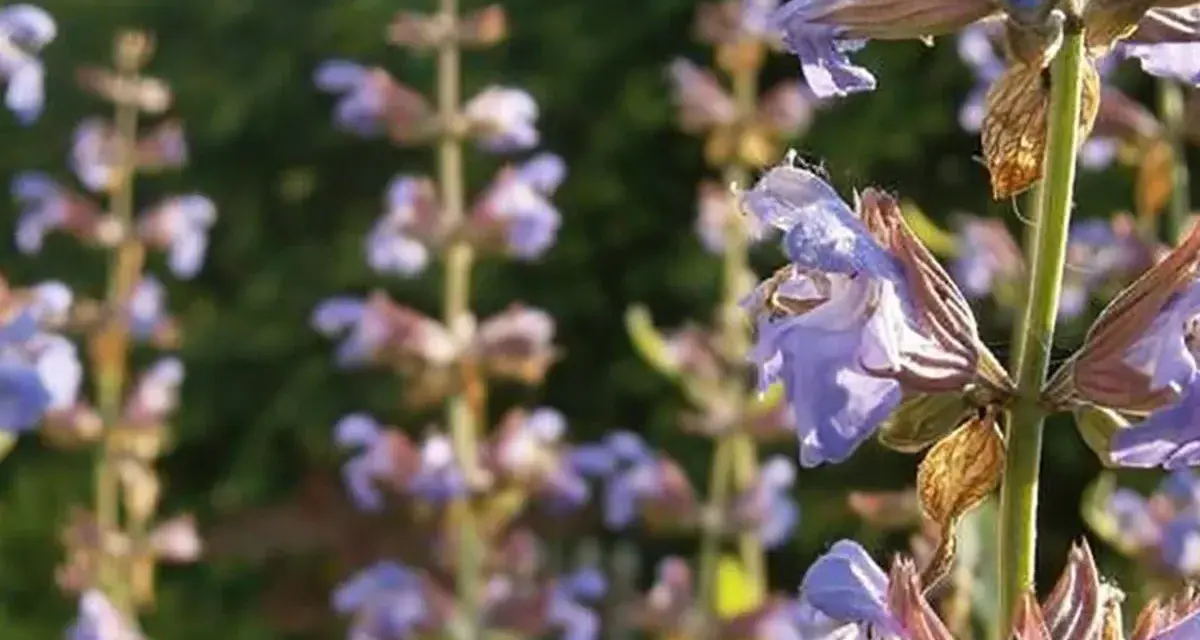 Flores de salvia morada, ideales para aprender como tomar salvia para la menopausia y aliviar sus síntomas.