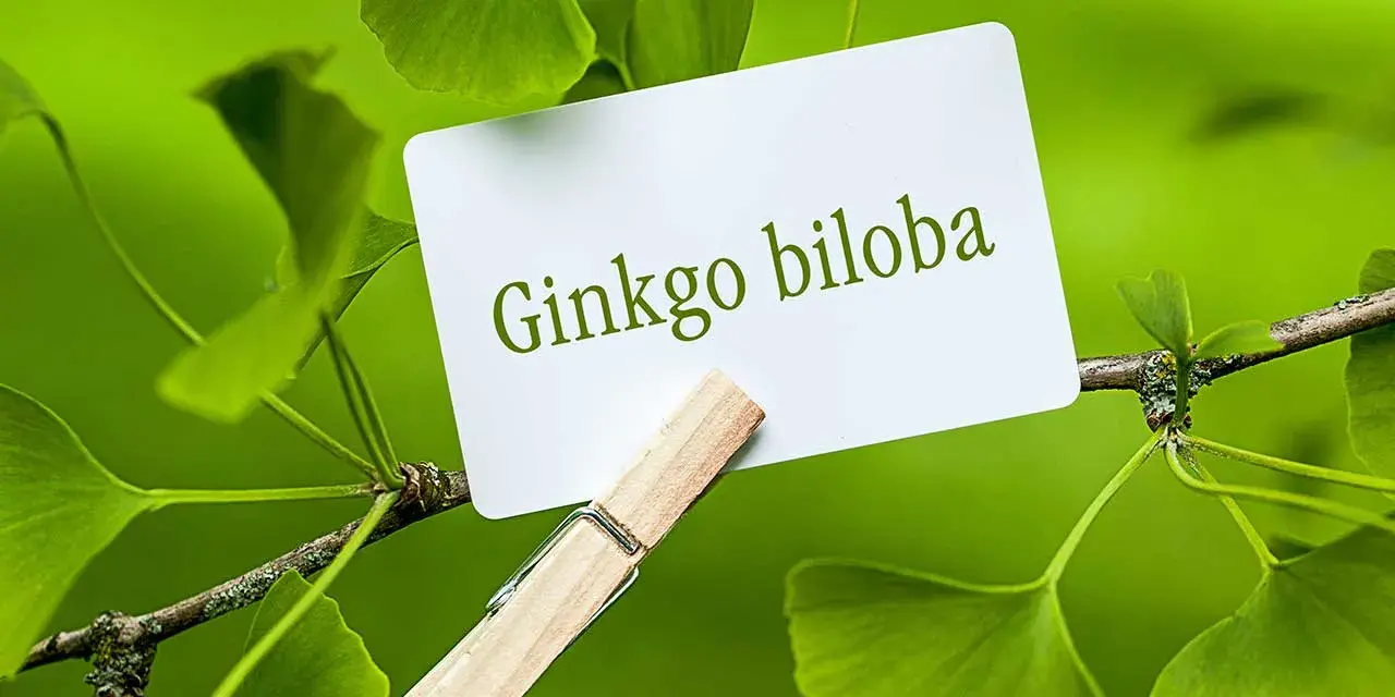 Hojas de ginkgo biloba, árbol conocido por sus beneficios para la memoria y circulación. ¿Para qué sirve el ginkgo biloba?