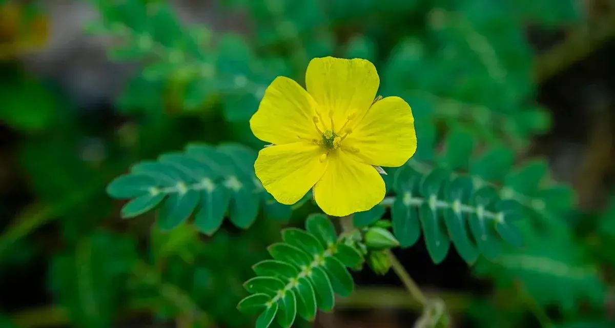 Flor amarilla de tribulus terrestris, planta conocida por sus usos medicinales.