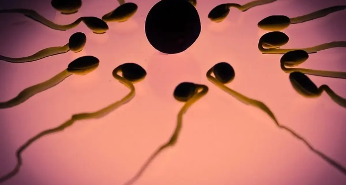 Espermatozoides rodeando un óvulo. El zinc es clave para la fertilidad y para quedar embarazada.