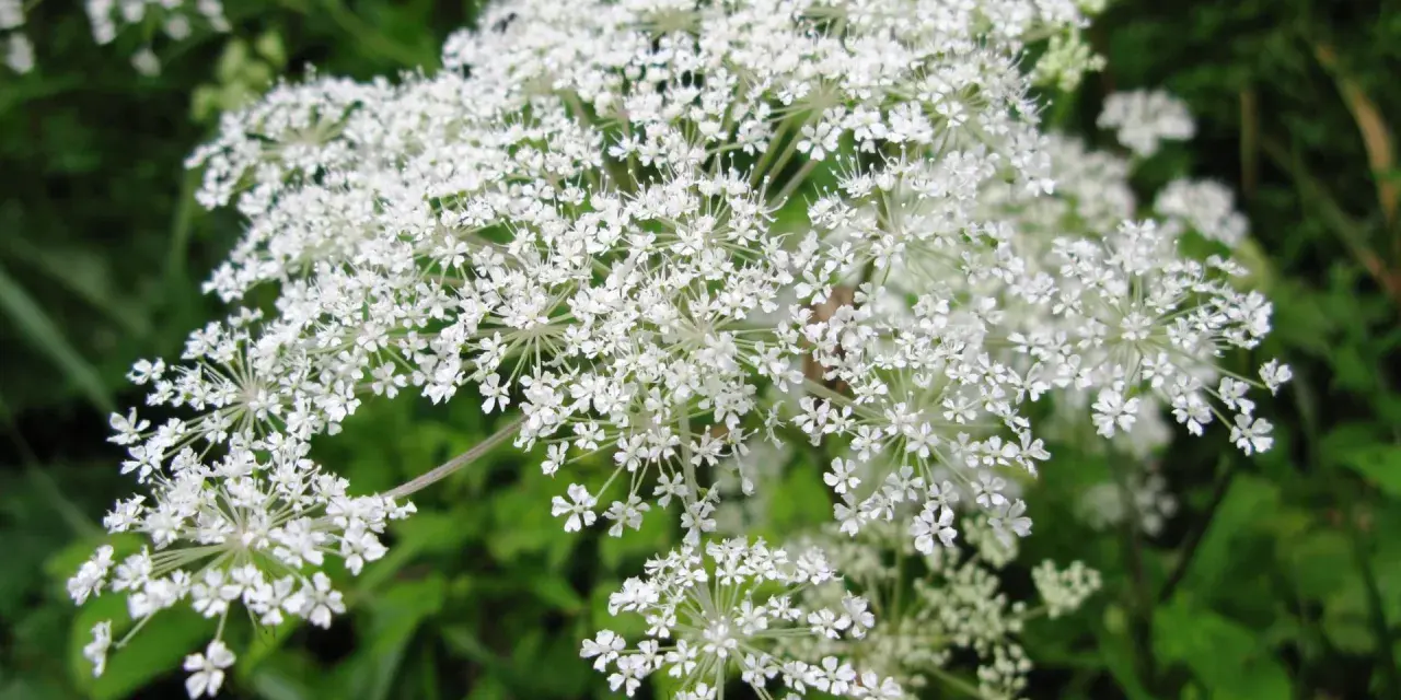 Umbelas de flores blancas, similares a las del dong quai, se abren en un campo verde.