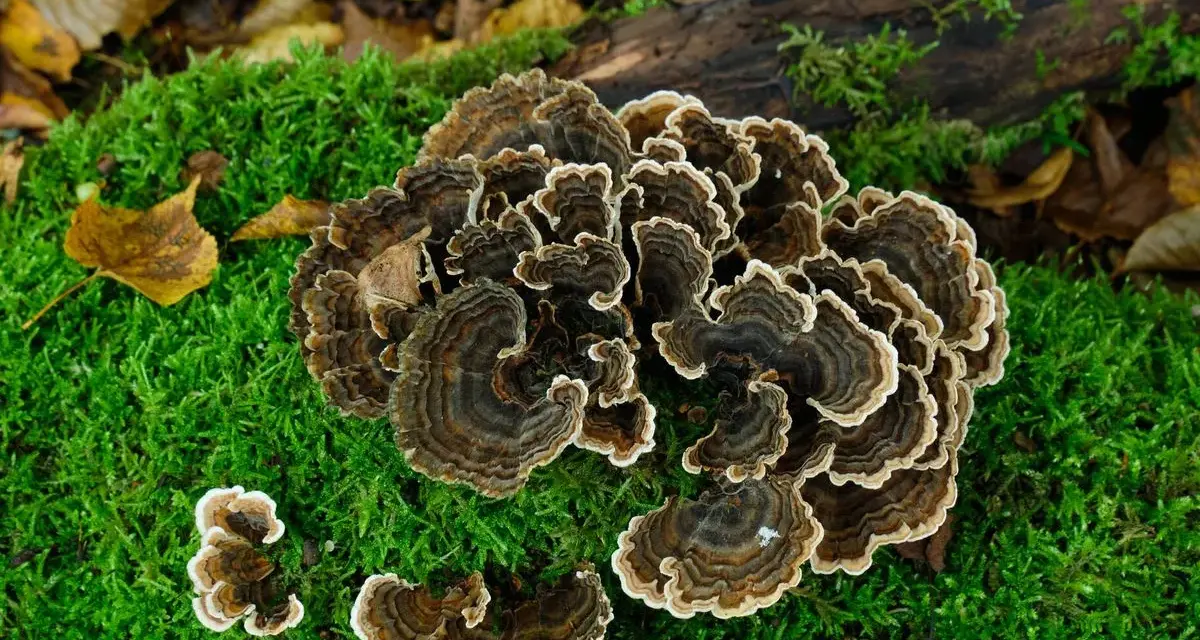 Hongos con anillos concéntricos marrones y blancos, como una cola de pavo, crecen sobre musgo verde y hojas caídas.