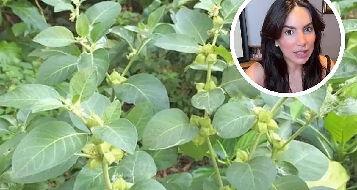Planta de ashwagandha, conocida por sus ashwagandha beneficios para la mujer, como el manejo del estrés y la mejora del bienestar.