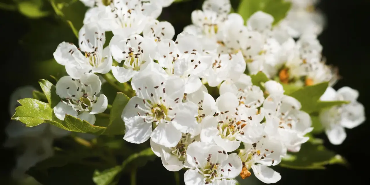 Flores blancas de espino blanco, conocidas por sus propiedades medicinales, adornan un fondo oscuro.