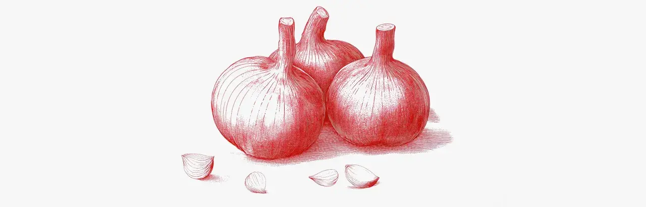 Ilustración de ajos y dientes de ajo. Considera las contraindicaciones del ajo negro antes de su consumo.